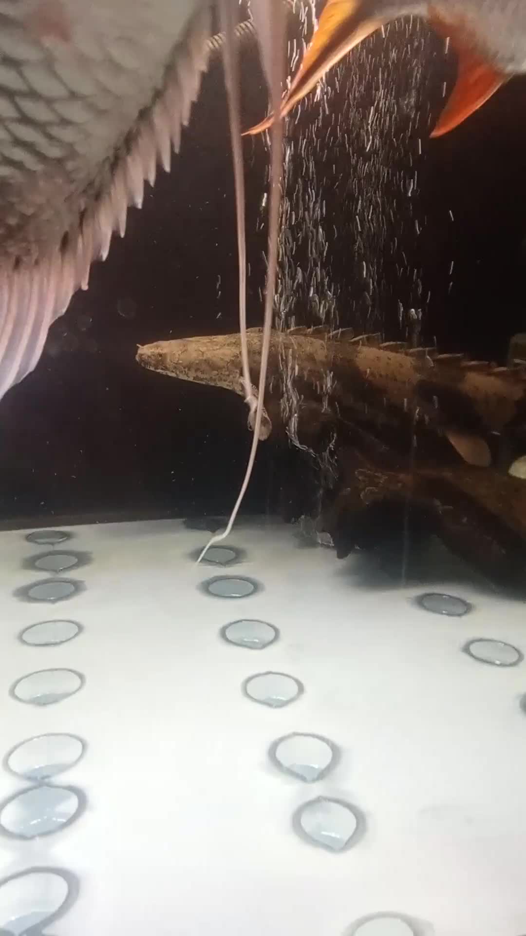 Other/Mixed Breed fish for sale: 18 inch saddled bichir - Video 1