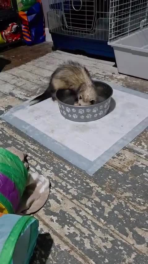 Ferret rodents for sale: Male ferret - Video 1