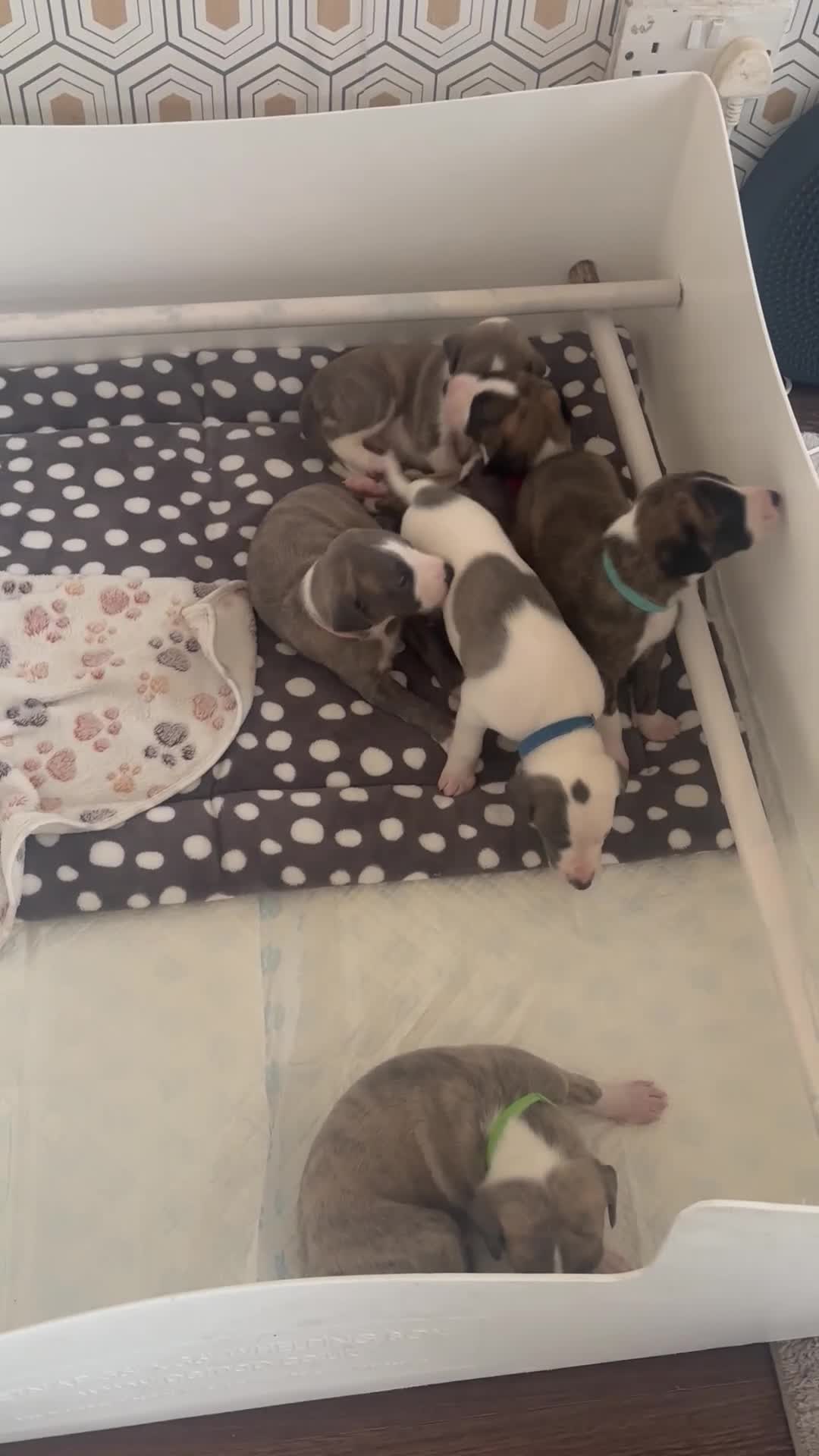 Whippet dogs for sale: Beautiful Blue Girl Whippet pup LAST ONE - Video 3