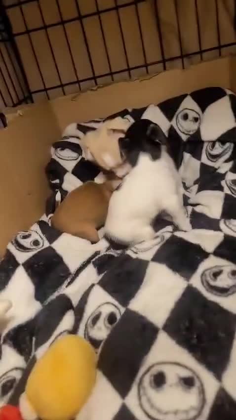 Jack Russell dogs for sale: Jack Russell pups  - Video 1
