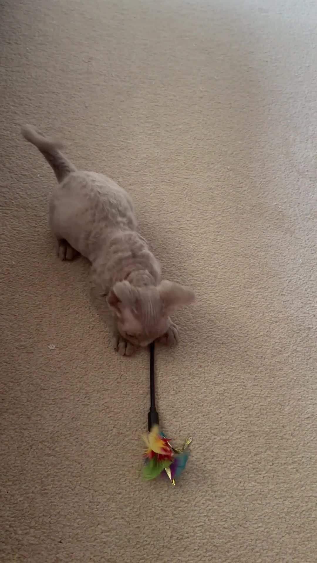 Devon Rex cats for sale: Ravel 💜male Devon Rex ( Reserved) - Video 2