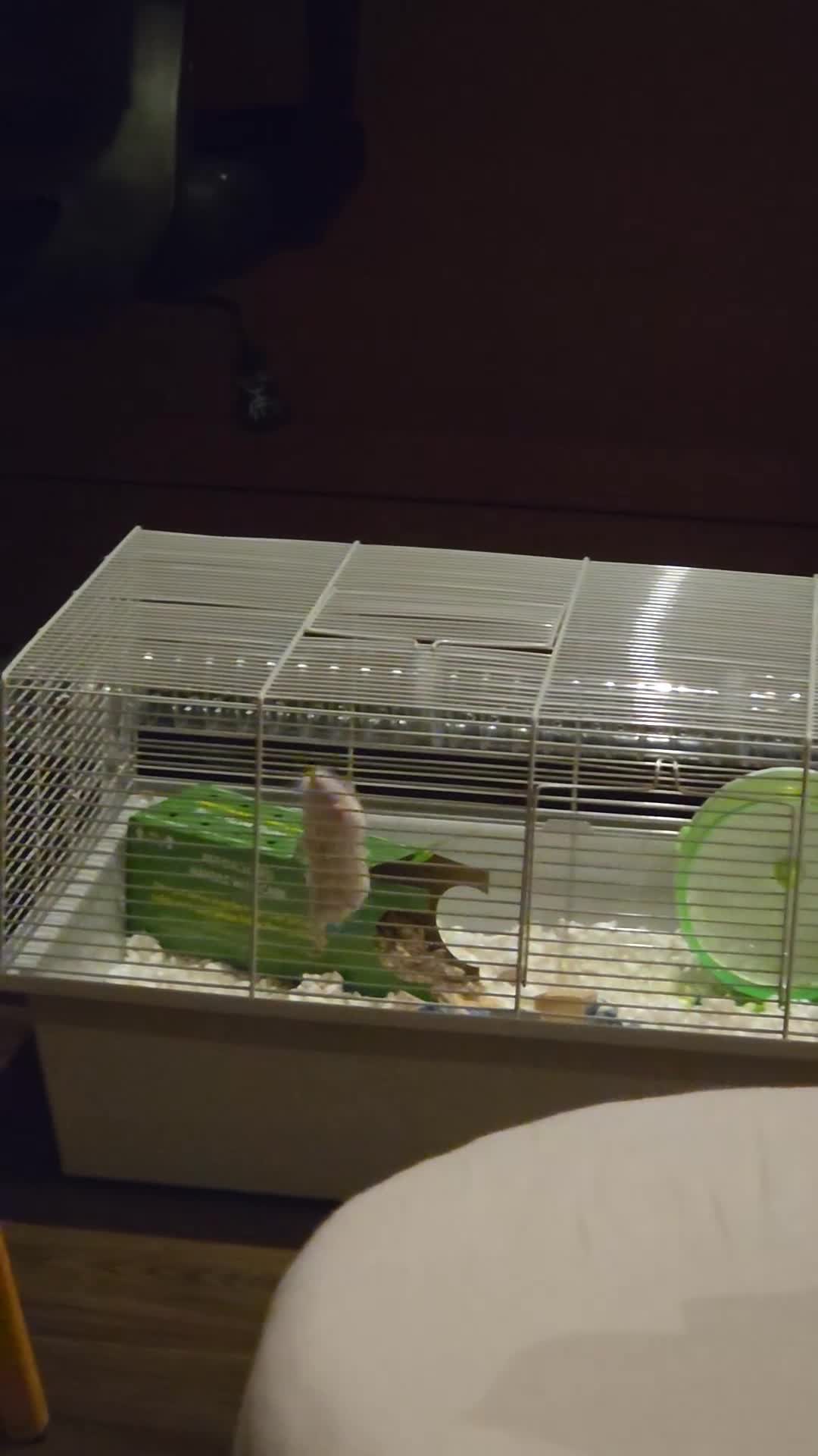 Hamster rodents for sale: Hamster & Full Setup for Sale - Video 2