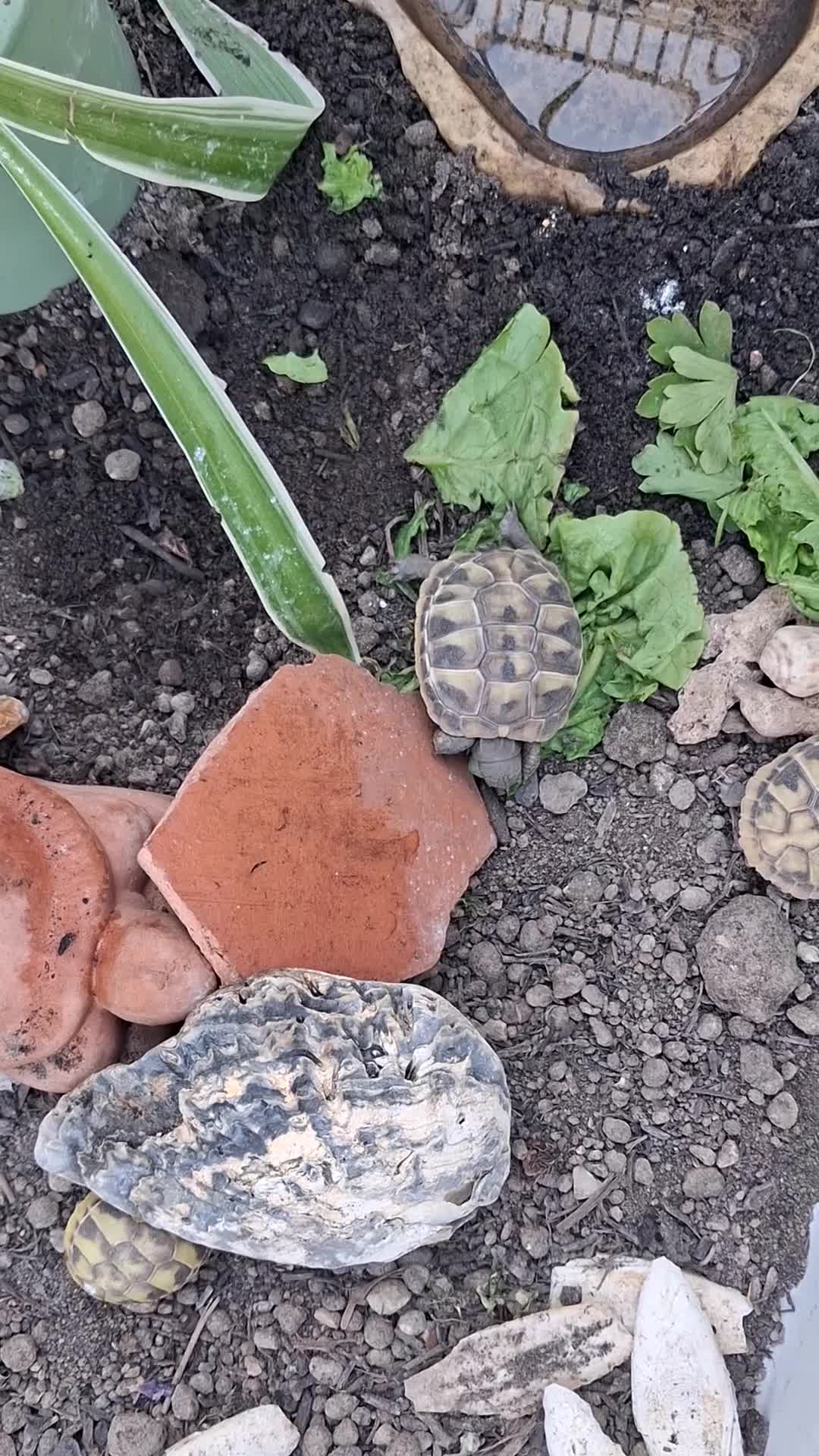 Hermann Tortoise reptiles for sale: Last 2, Hermann tortoises, UK bred. - Video 4