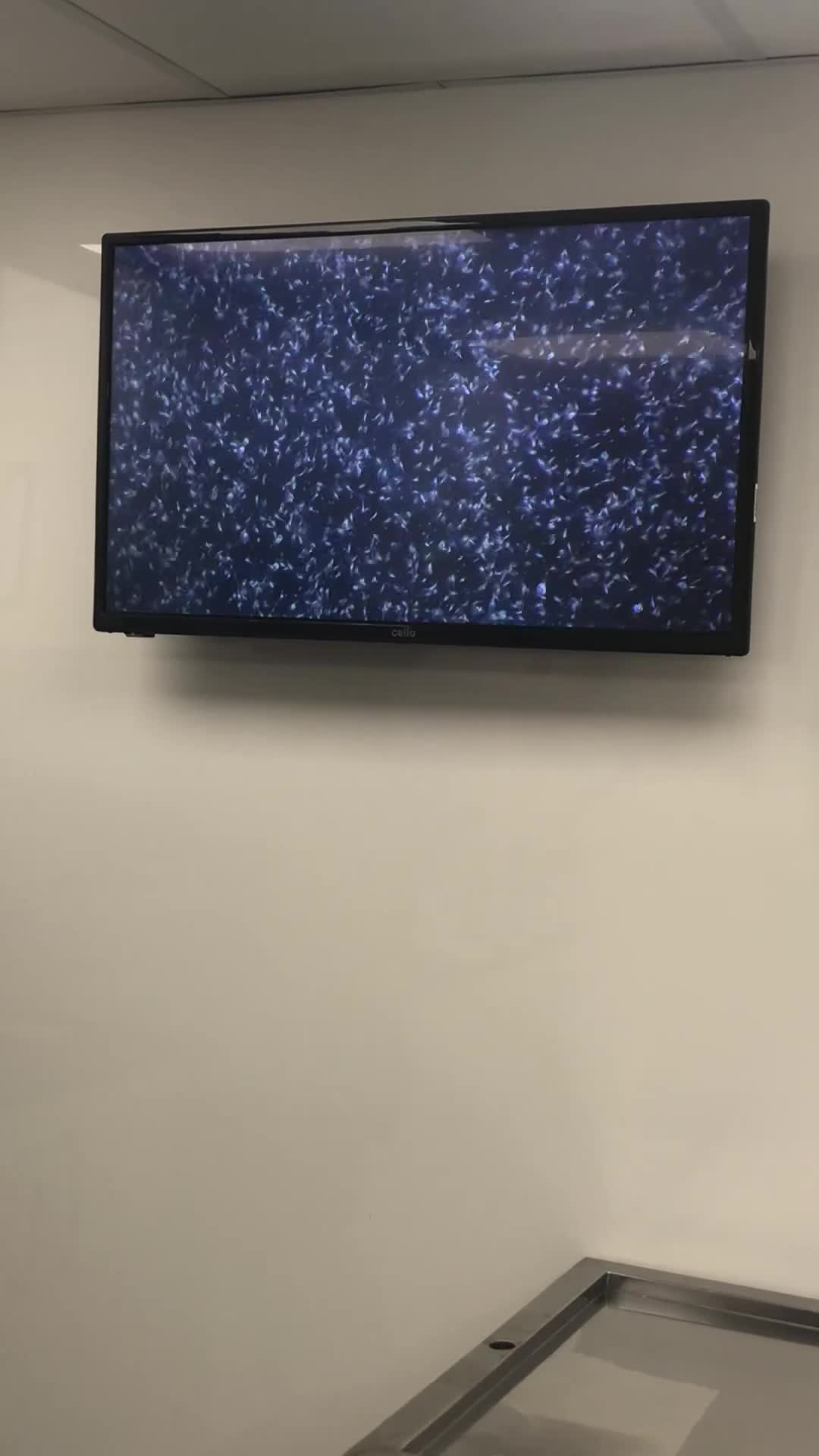 Old English Sheepdog dogs for stud: Old English Sheepdog KC registered for stud in Pontefract - Video 1