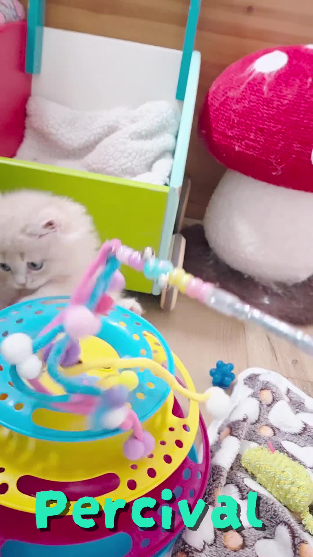 British Shorthair cats for sale: 💙British Longhair Babies, Ready to Leave 🏡 🧡 - Video 3