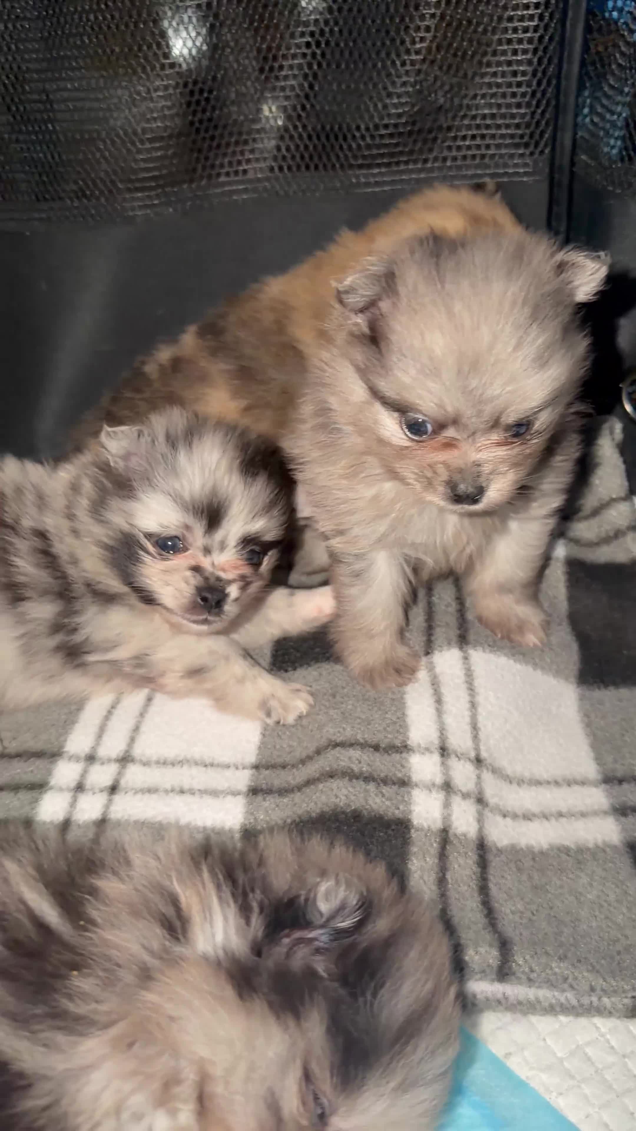 Pomeranian dogs for sale: 🐶✨  **  Russian Merle Pomeranian Puppies ✨ 🐶 in Southport - Video 3