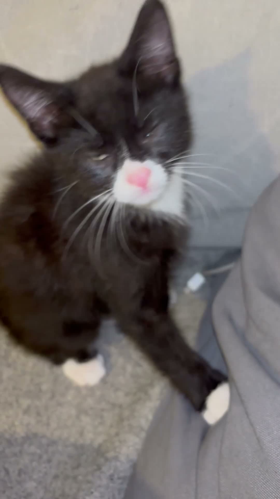 Mixed Breed cats for sale: One male kitten looking for its new family home - Video 1