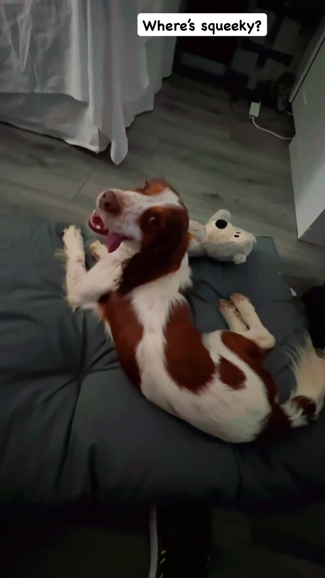 English Springer Spaniel dogs for sale: Springer Spaniel. 18 months old. Lucky - Video 1