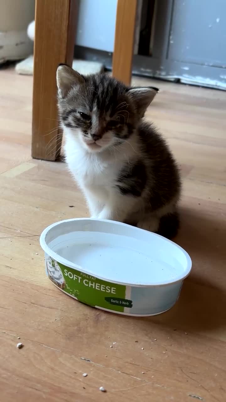 Mixed Breed cats for sale: Two female mixed kittens for sale - Video 3