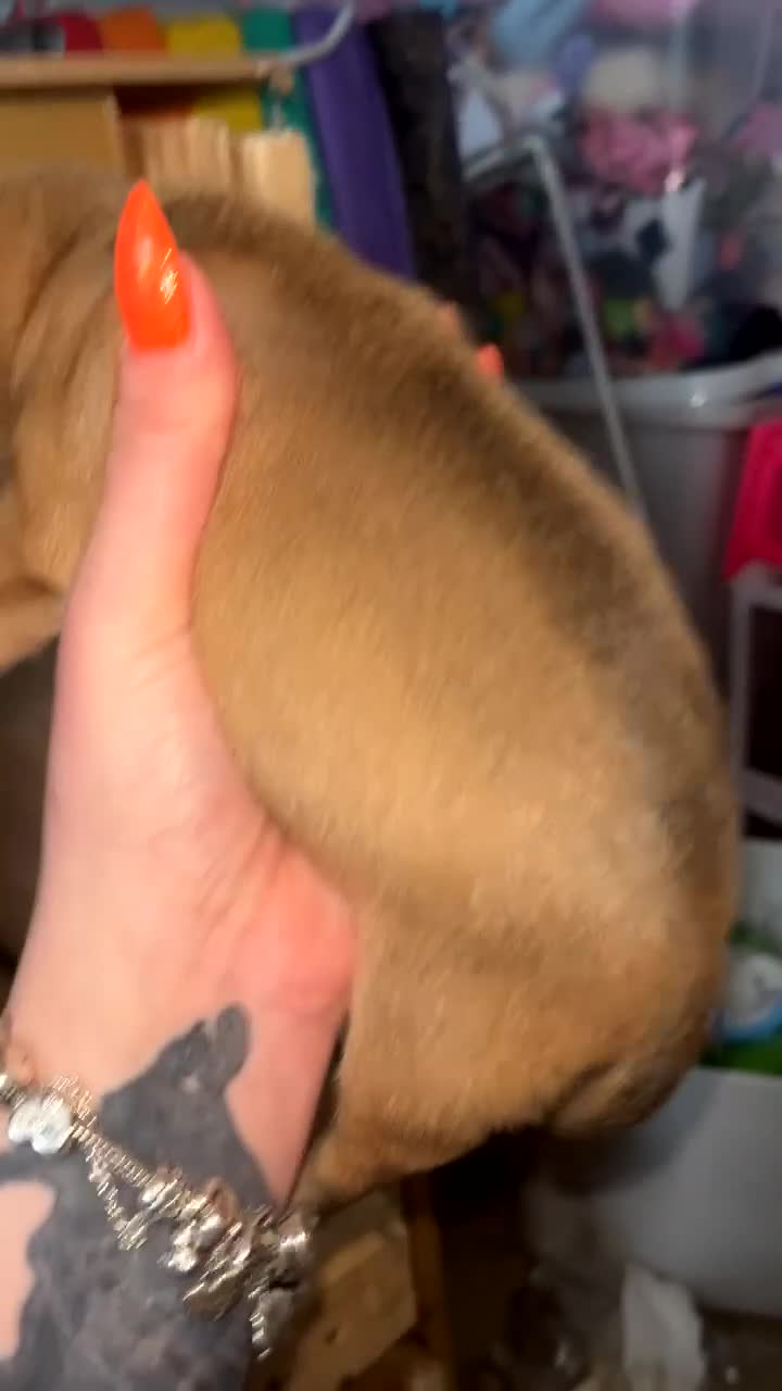 Mixed Breed dogs for sale: French sausage  in Plymouth - Video 2