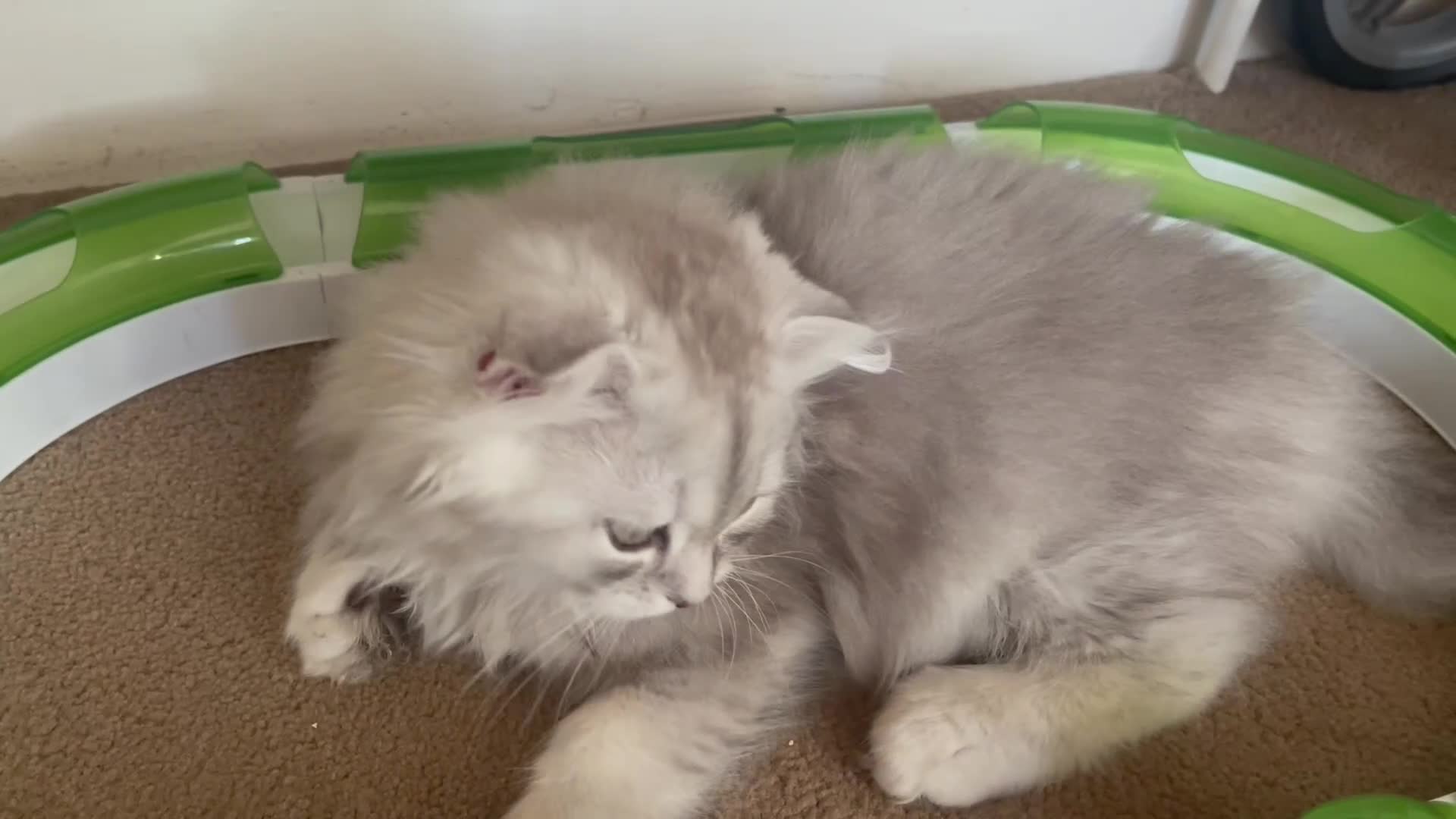 Scottish Fold cats for sale: Scottish Fold/Straight - Video 1
