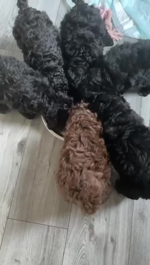Cockapoo dogs for sale: Gorgeous cockapoo looking for his forever home! - Video 2