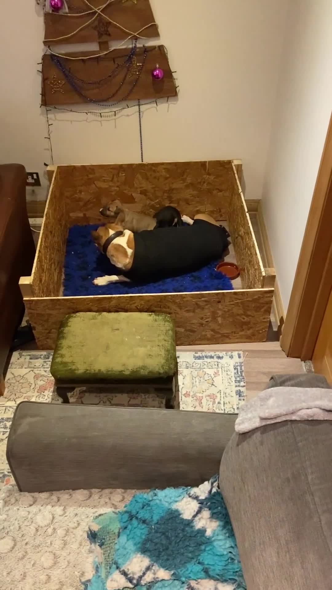 English Bull Terrier dogs for sale: Two female pups for sale - Video 1