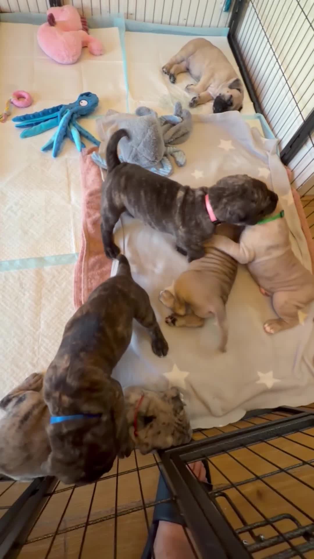 Mixed Breed dogs for sale: Cane corse bandogge mastiff chunky puppies  - Video 1