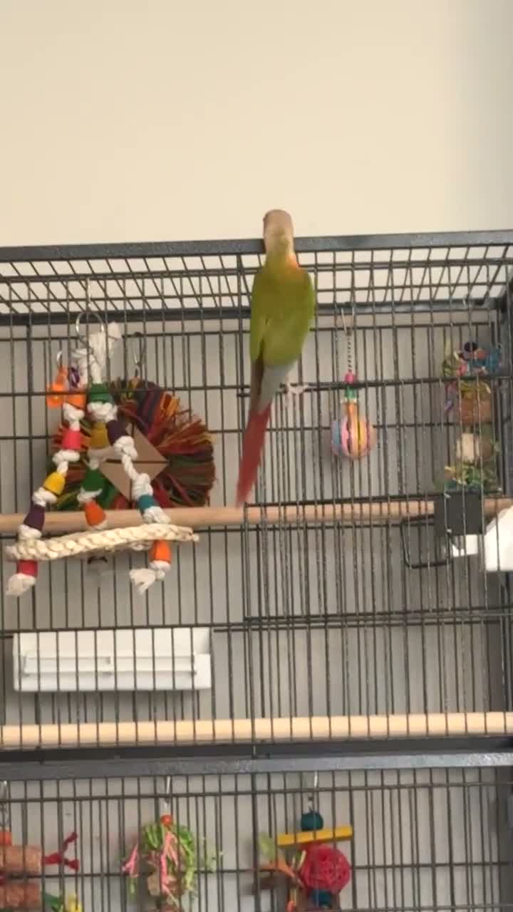 Conures birds for sale: Pineapple conure in Shildon - Video 2