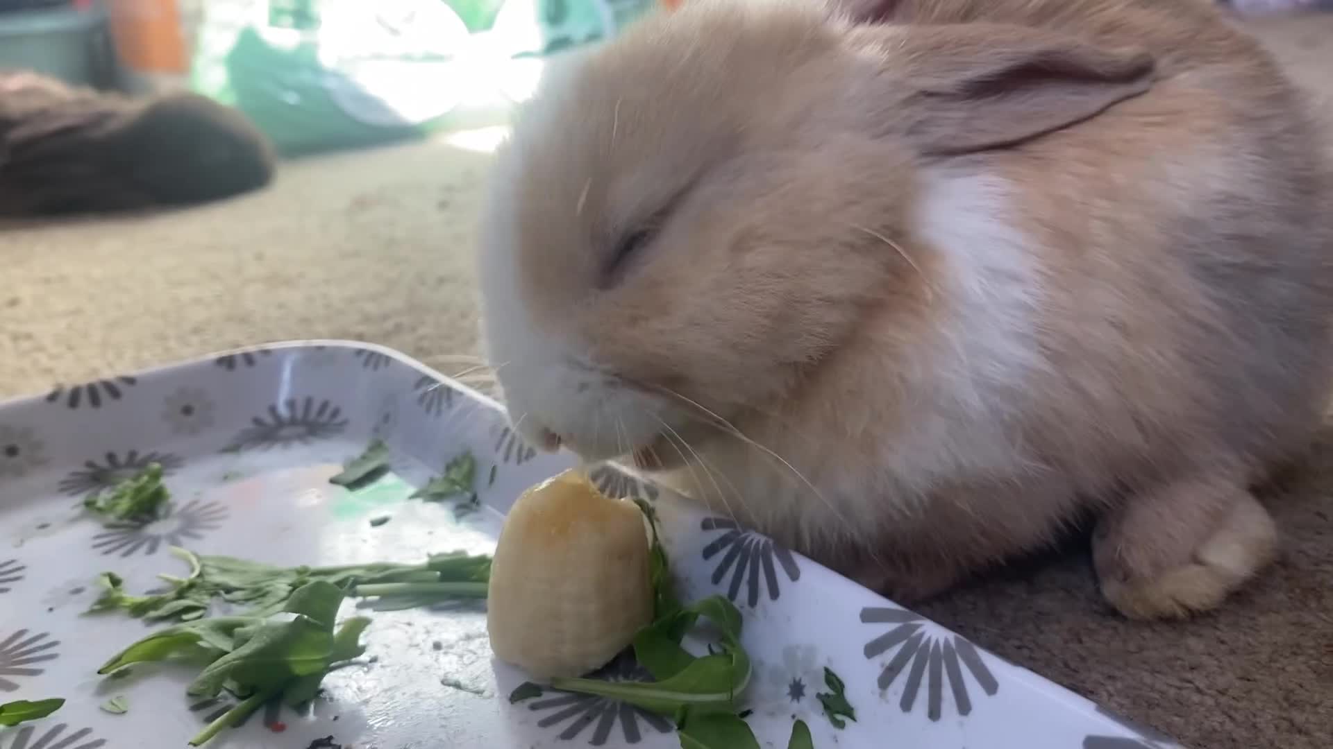Lionhead rabbits for sale: ⭐️Beautiful Lionhead bunnies⭐️ - Video 3