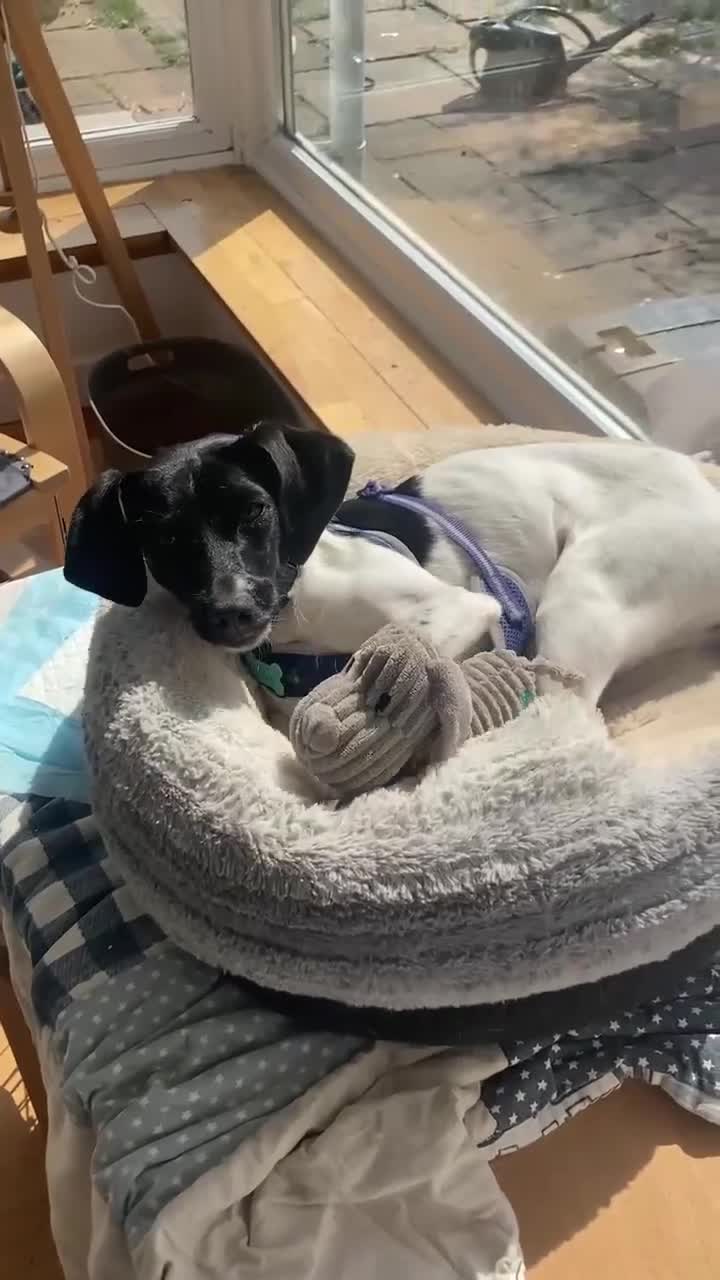 Mixed Breed dogs for adoption: STELLA-1 YR OLD, SMALL, PRETTY, CYPRUS SPECIAL MIX - Video 1