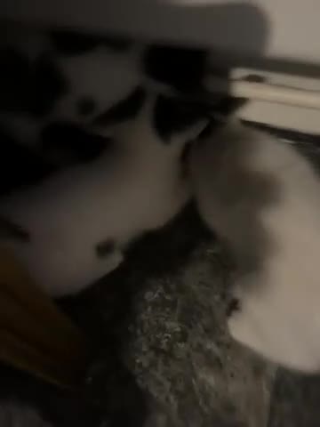 Tibetan cats for sale: Beautiful male kittens on sale - Video 4