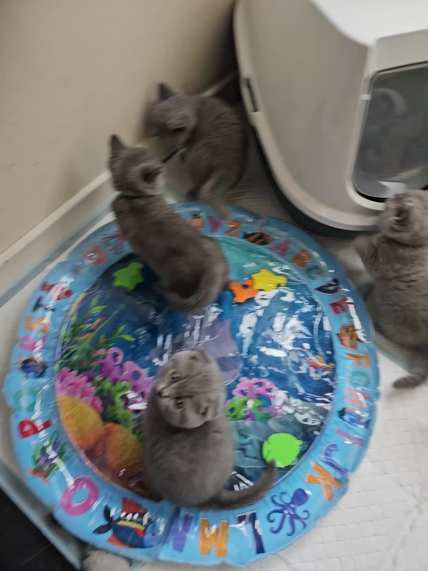 Scottish Fold cats for sale: Six Soft and Gorgeous Kittens - Video 2