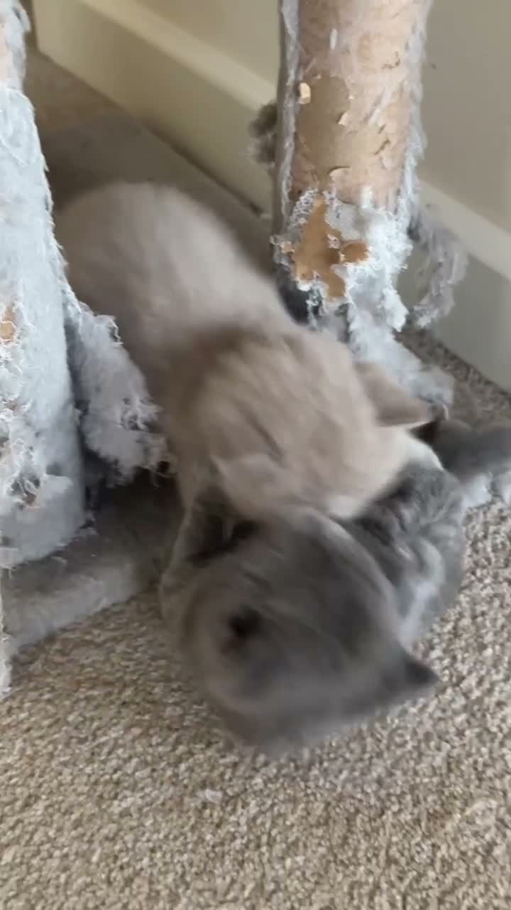 British Shorthair cats for sale: 🐾 British Shorthair Kittens for Sale 🐾 - Video 1