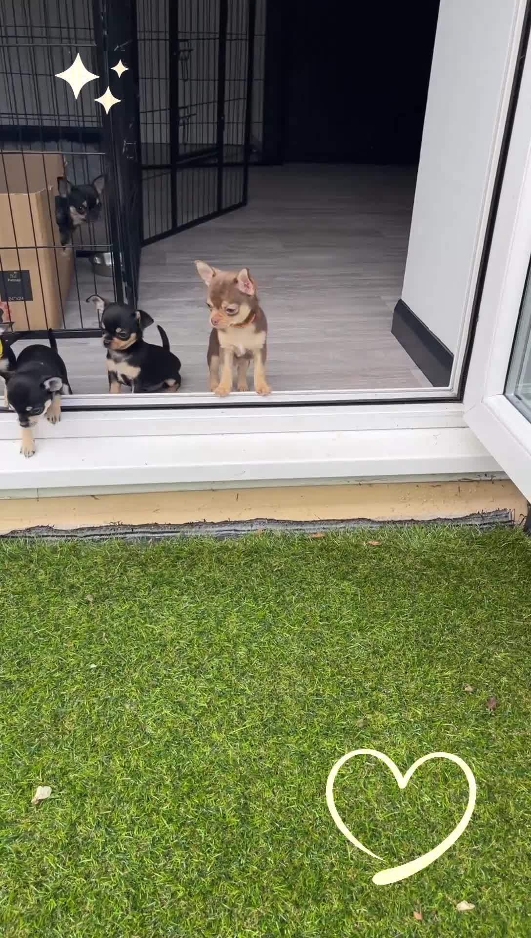 Chihuahua dogs for sale: Forever 🏡 ready KC 🇬🇧 chihuahua puppies - Video 2