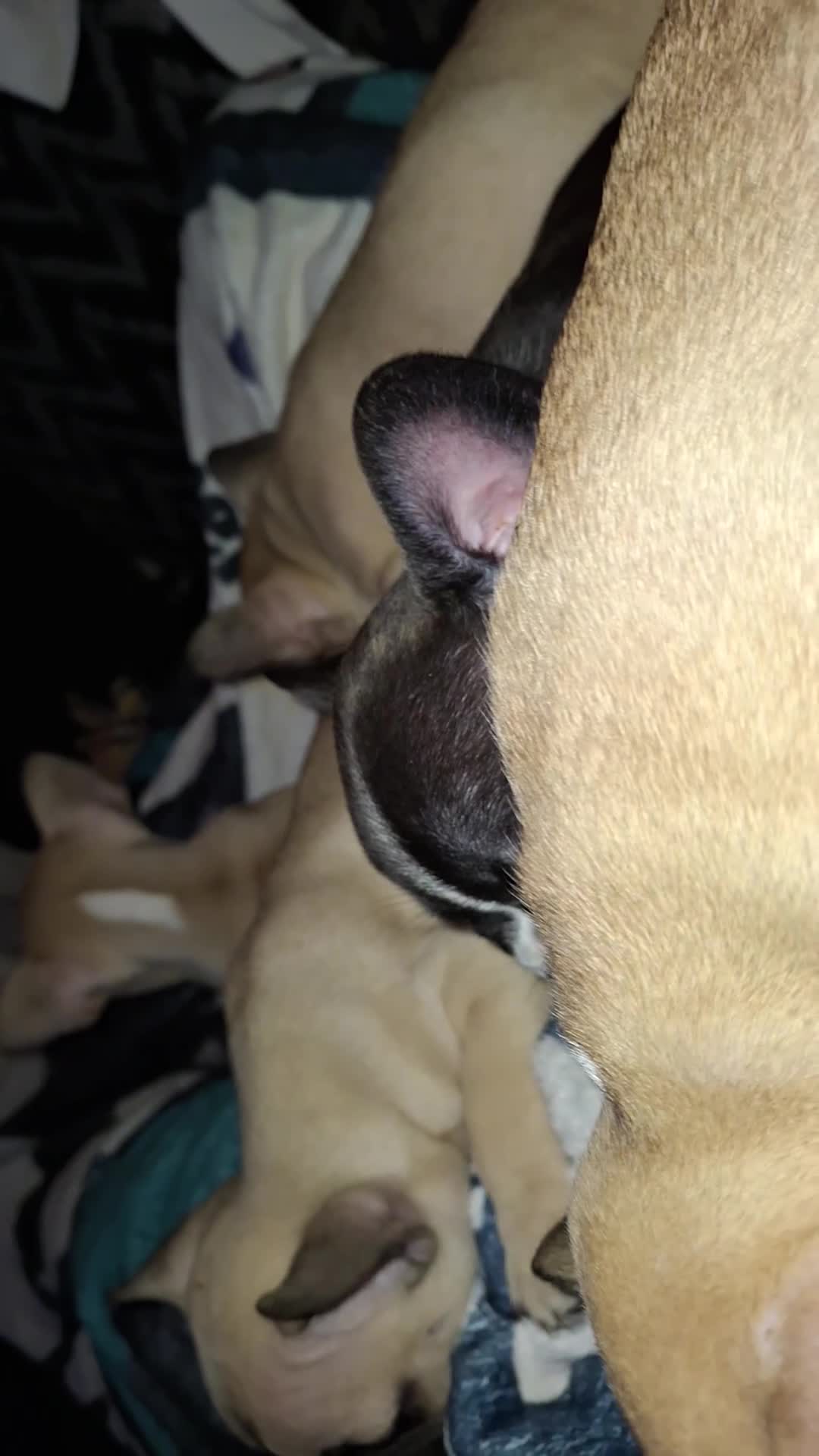 French Bulldog dogs for sale: We have 5 frenchies ready to go 12 june in Rhayader - Video 1