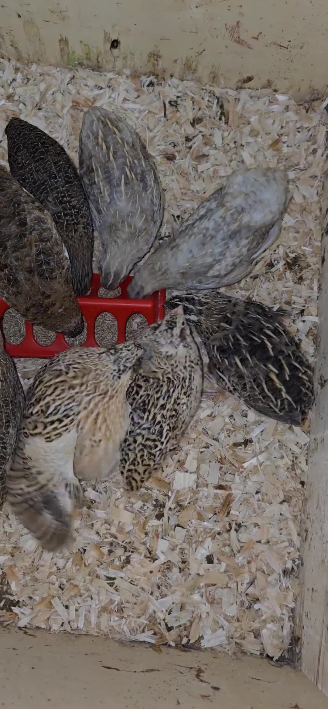 Quail poultry for sale: Beautiful Mixed Colour Coturnix Quail Males - Video 2