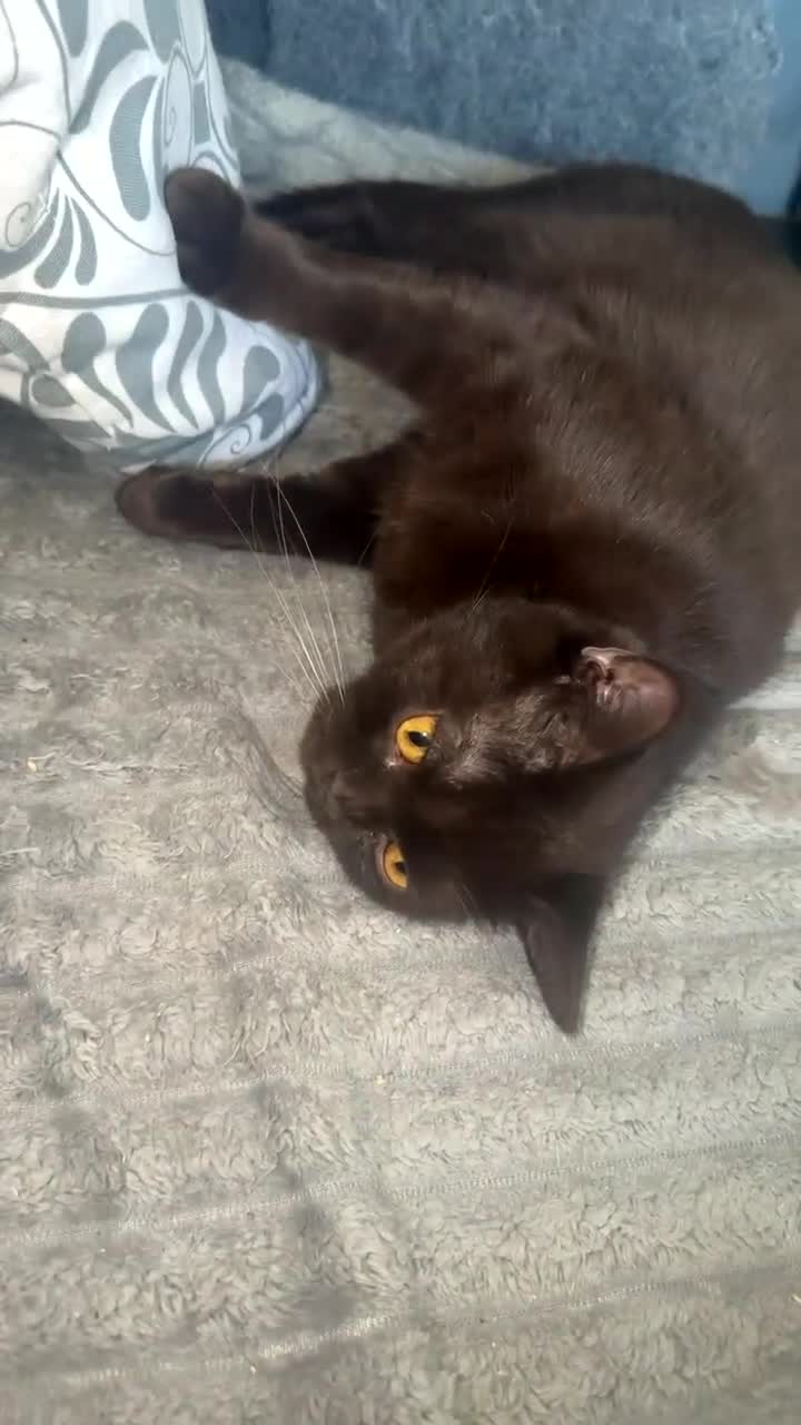 British Shorthair cats for sale: Chocolate British Shorthair  - Video 1