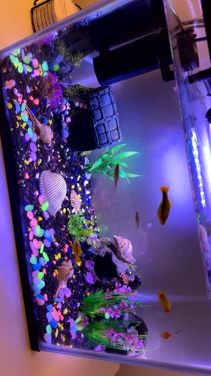 Platies fish for sale: 25 litre tank & 8 temperate fish & all accessories in Romford - Video 1