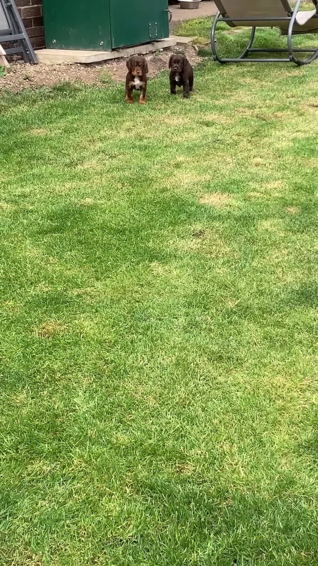 Cocker Spaniel dogs for sale: Full of character  - Video 1
