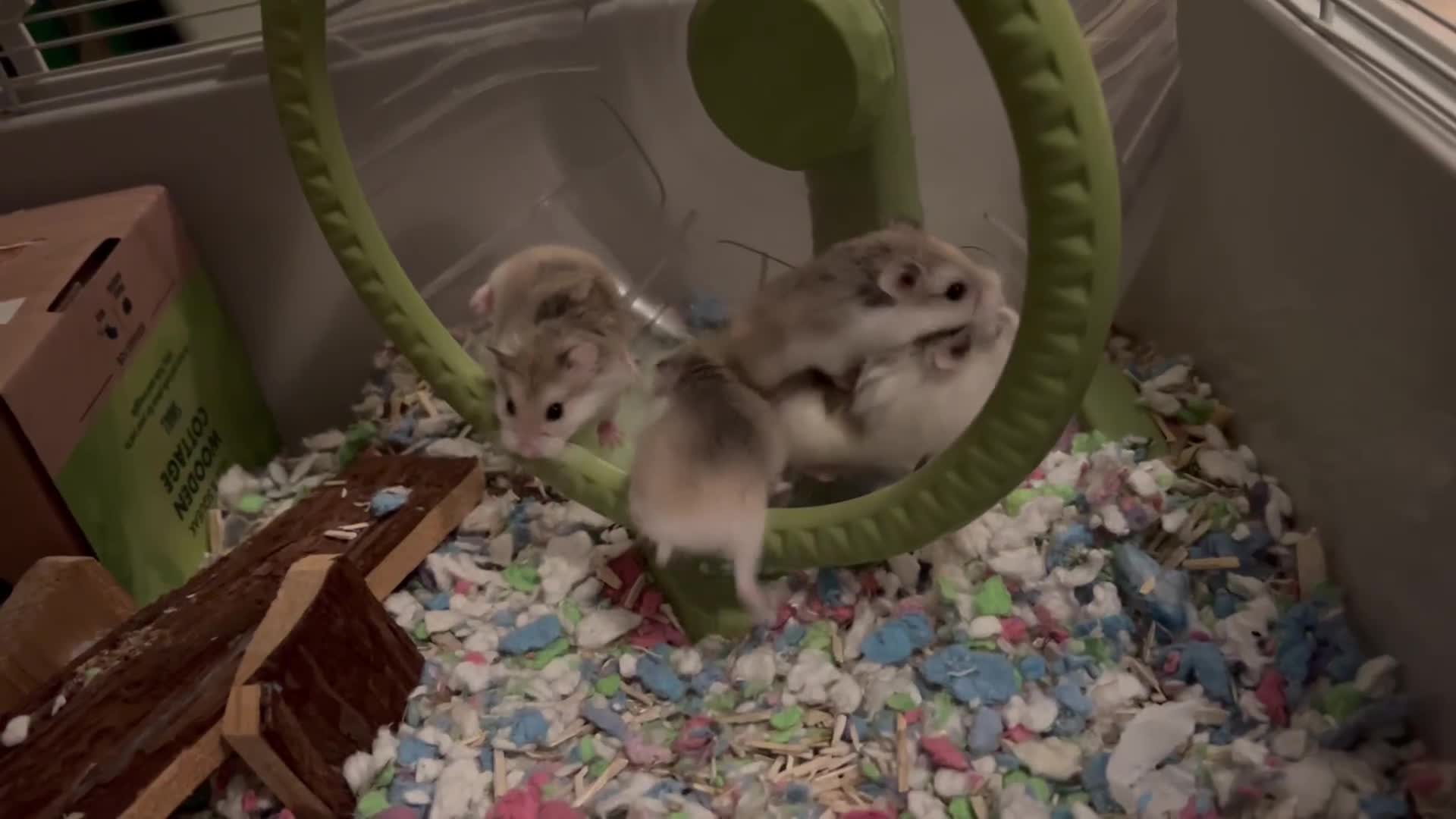 Hamster rodents for sale: Roborovski babies from show winning parents - Video 1