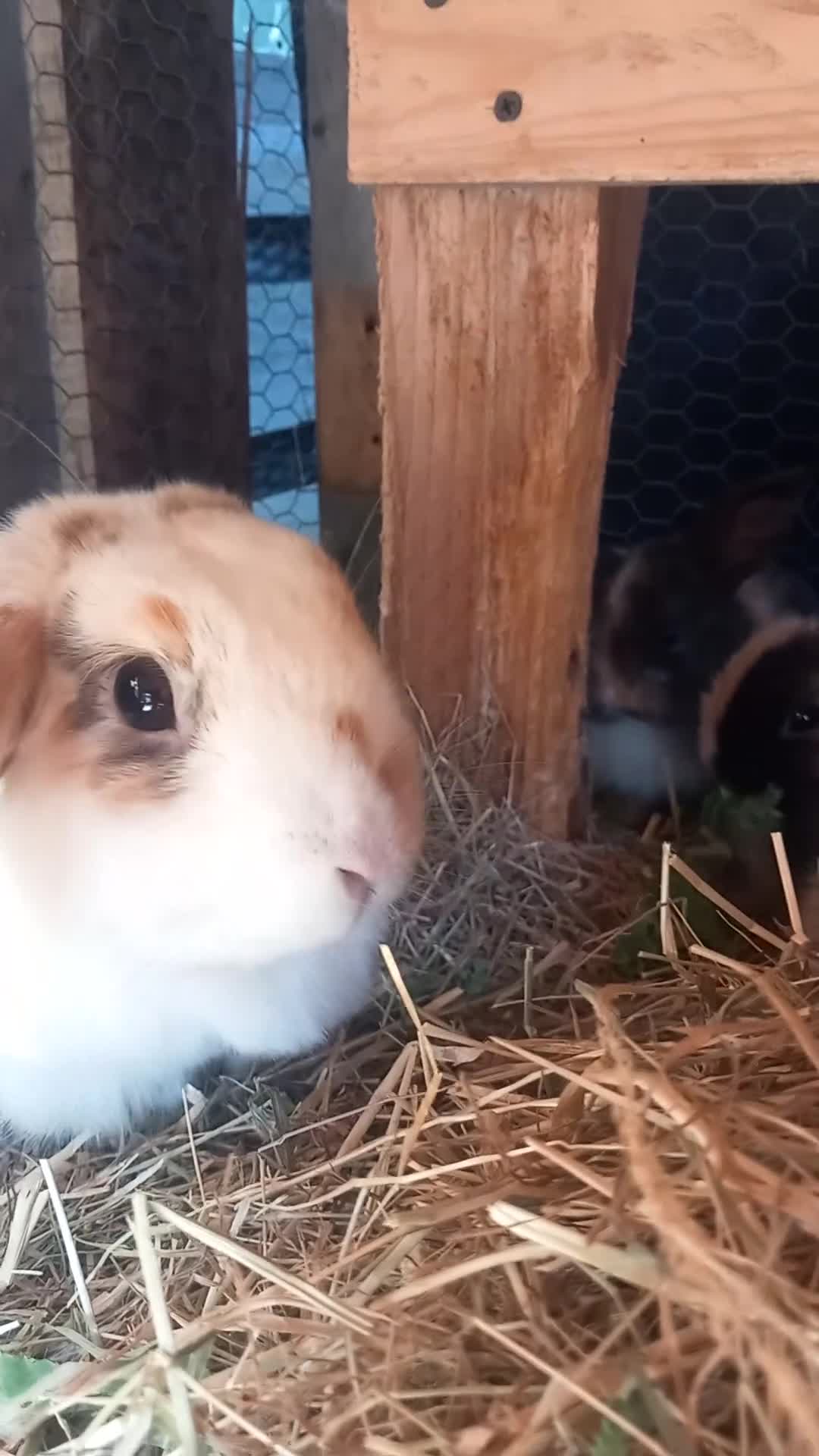 Mini Lop rabbits for sale: Mini Lop babies - Video 1