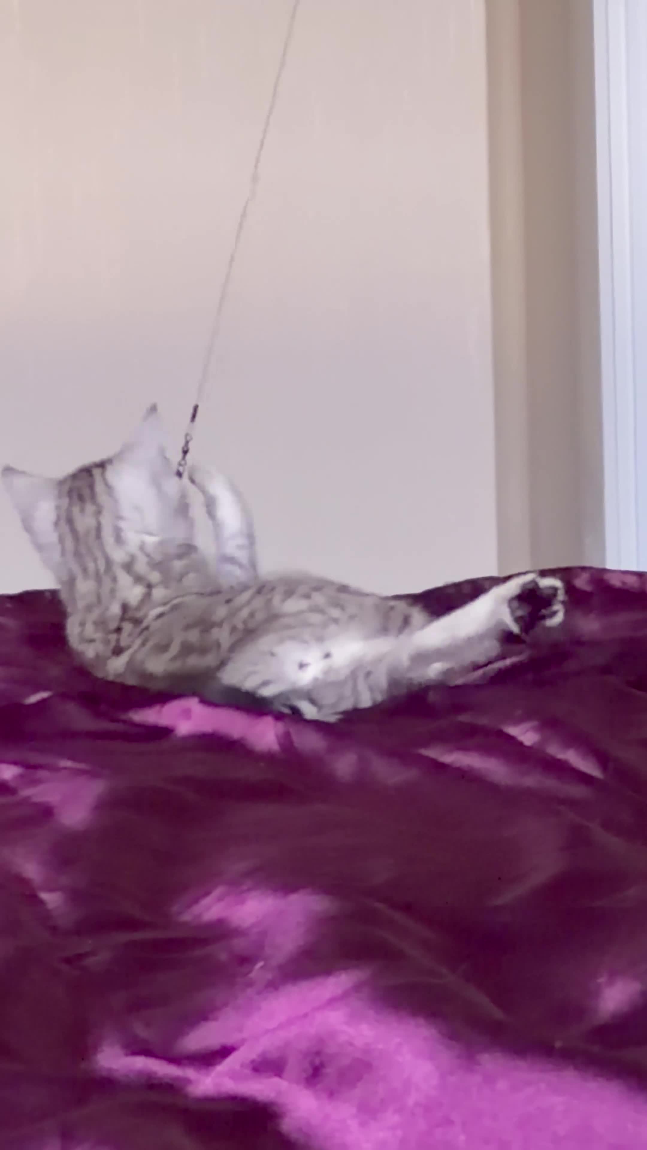 Mixed Breed cats for sale: STUNNING SCOTTISH BENGAL HYBRID KITTENS - Video 1