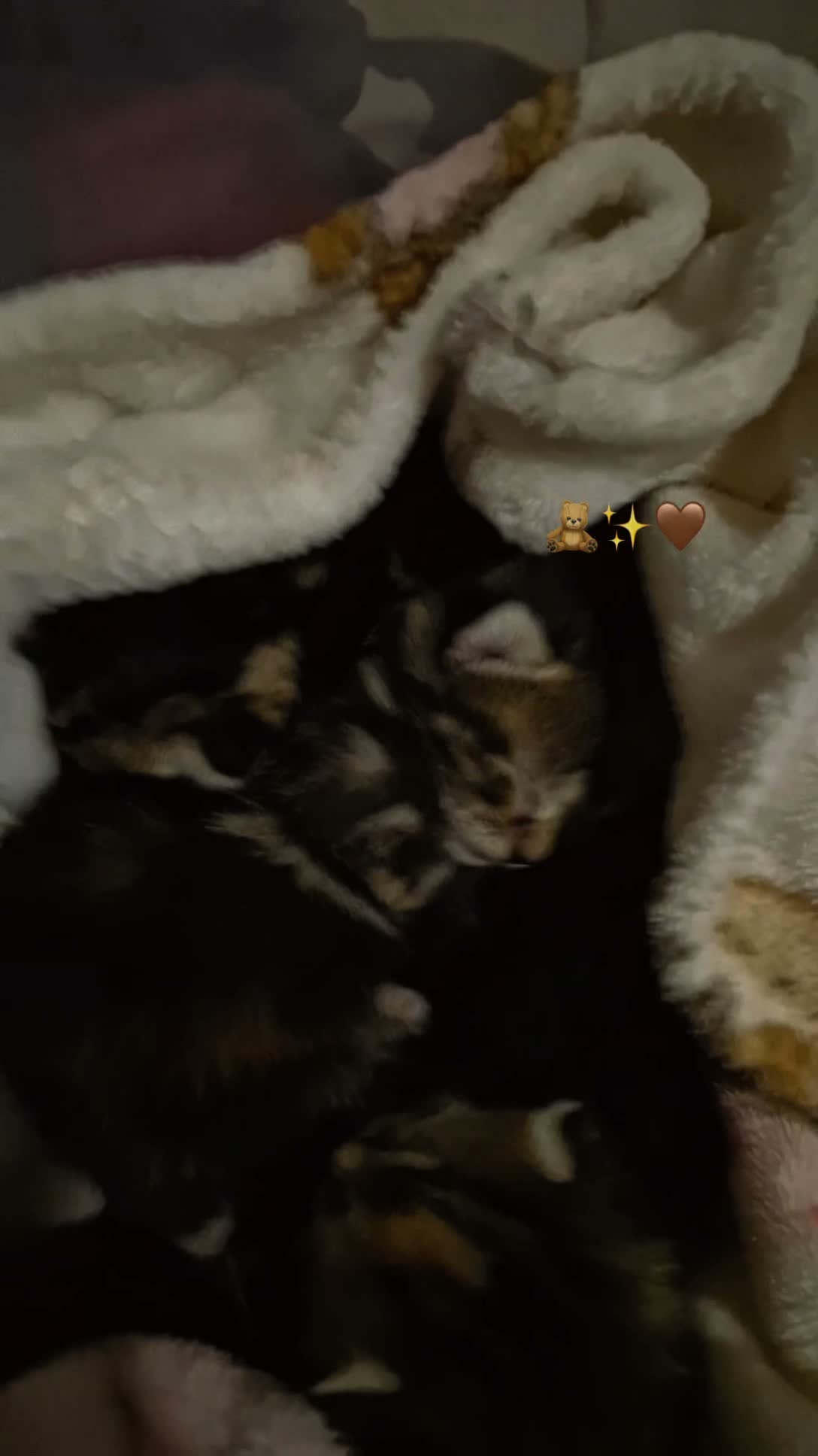 Mixed Breed cats for sale: 3 kittens for sale 100 each - Video 4