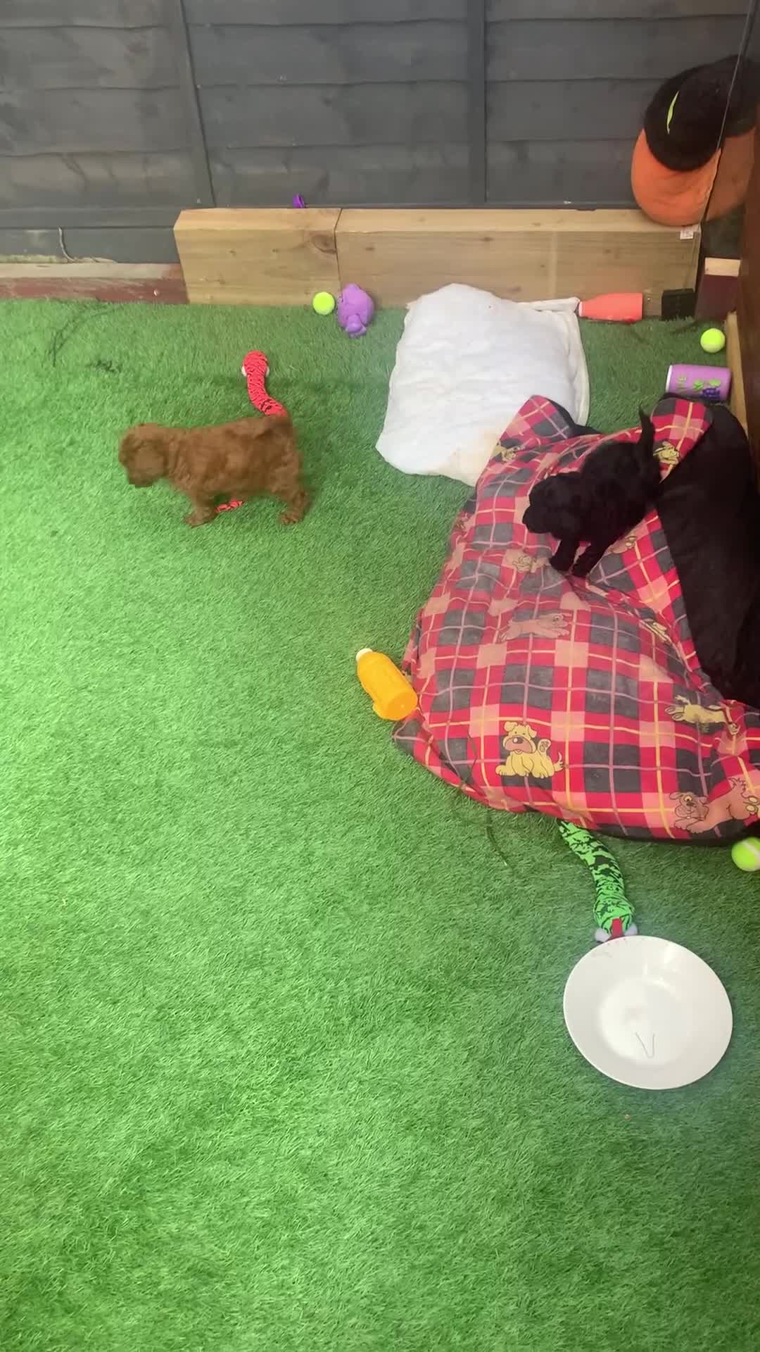 Miniature Poodle dogs for sale: Miniature poodles - Video 1