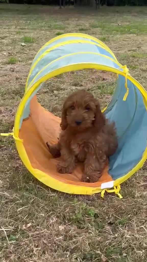 Cockapoo dogs for sale: Chestnut F1 cockapoo boy ready now - Video 2