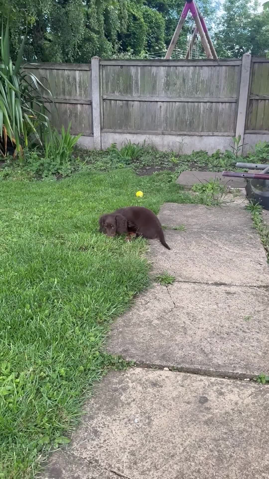Dachshund dogs for sale: KC reg, champ bloodline Mini long hair Dachshunds  - Video 2