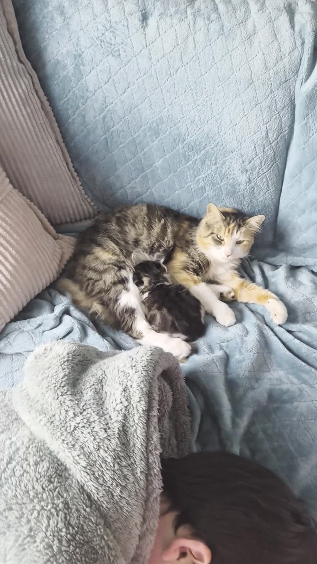 Mixed Breed cats for sale: Norwegian Forest Cat X Kittens  - Video 1