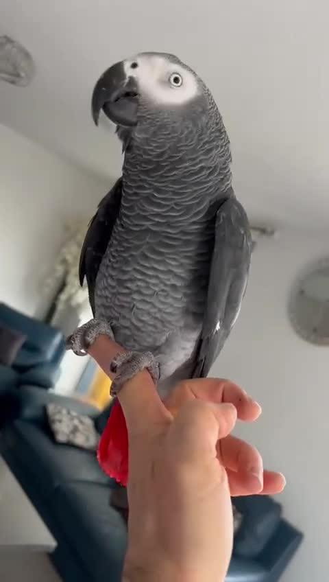 Parrots birds for sale: Tame African grey - Video 2