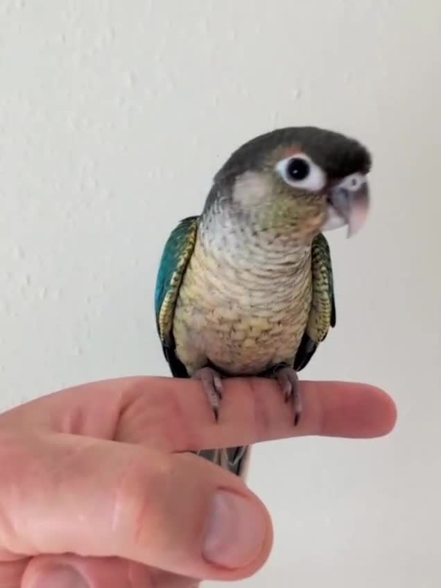 Conures birds for sale: Silly tame hand reared Green cheeked conures  - Video 1