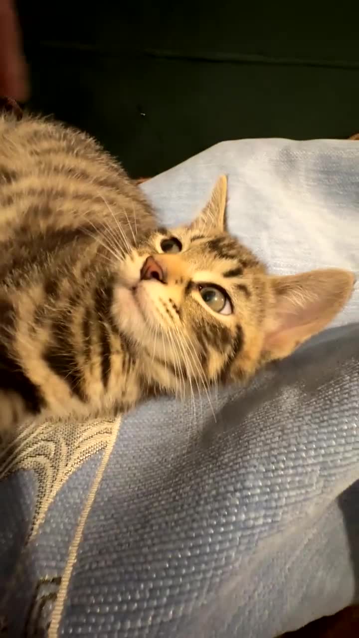 Mixed Breed cats for sale: British short hair mixed breed kittens.🩷 - Video 4