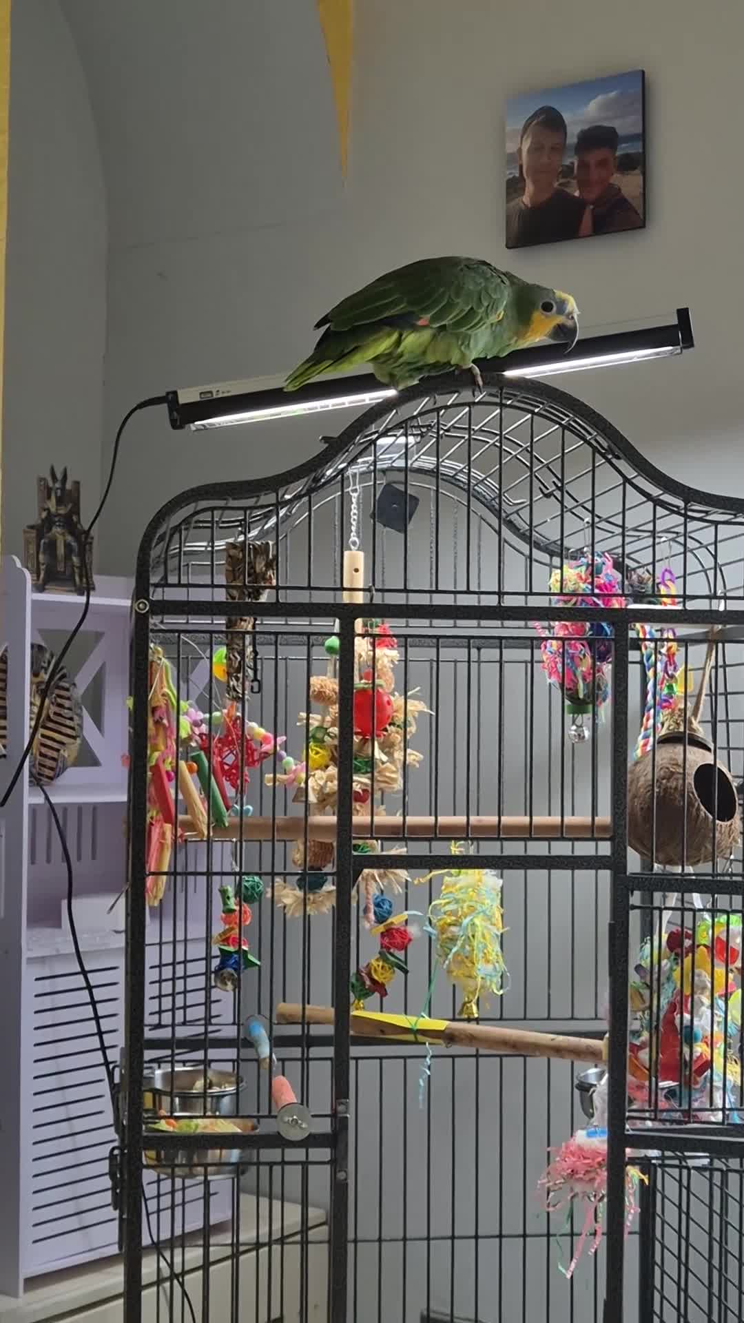 Parrots birds for sale: Kiki is a 9 month old Orange-winged Amazon Parrot  - Video 1