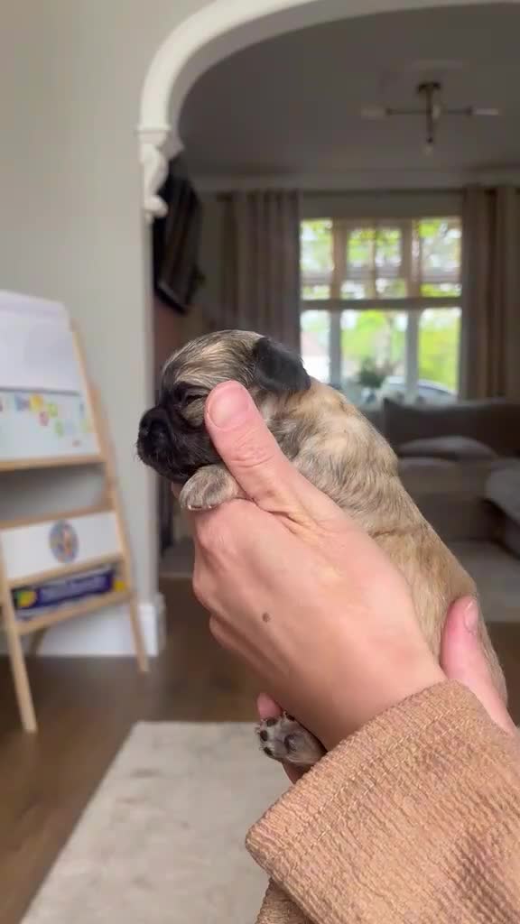 Mixed Breed dogs for sale: Stunning Chihuahua X puppies.  - Video 2