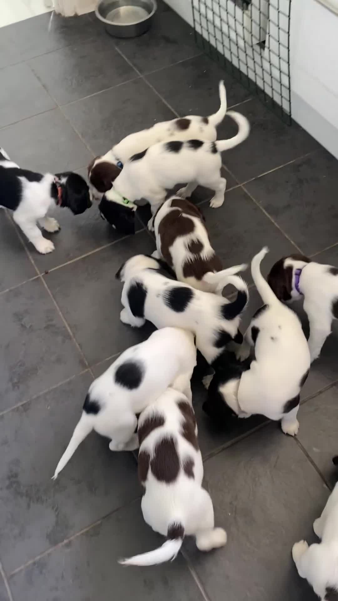 English Springer Spaniel dogs for sale: English Springer Spaniel - Video 1