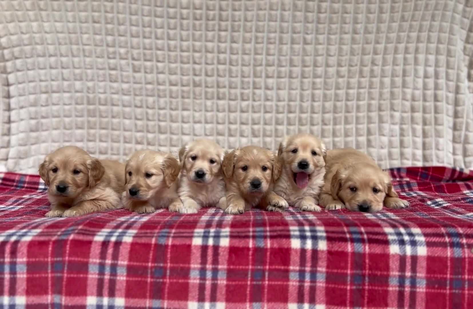 Golden Retriever dogs for sale: GORGEOUS GOLDEN RETRIEVER PUPPIES  in Carmarthen - Video 1
