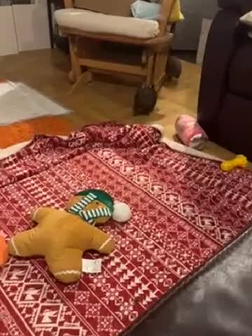 Chihuahua dogs for sale: X2 Gorgeous Chihuahua little ladies - Video 3