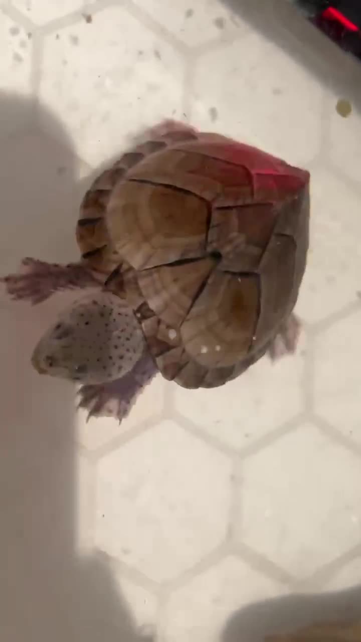 Turtle reptiles for sale: Razorback Musk Turtle, Free 4 bags 40g turtle food - Video 1