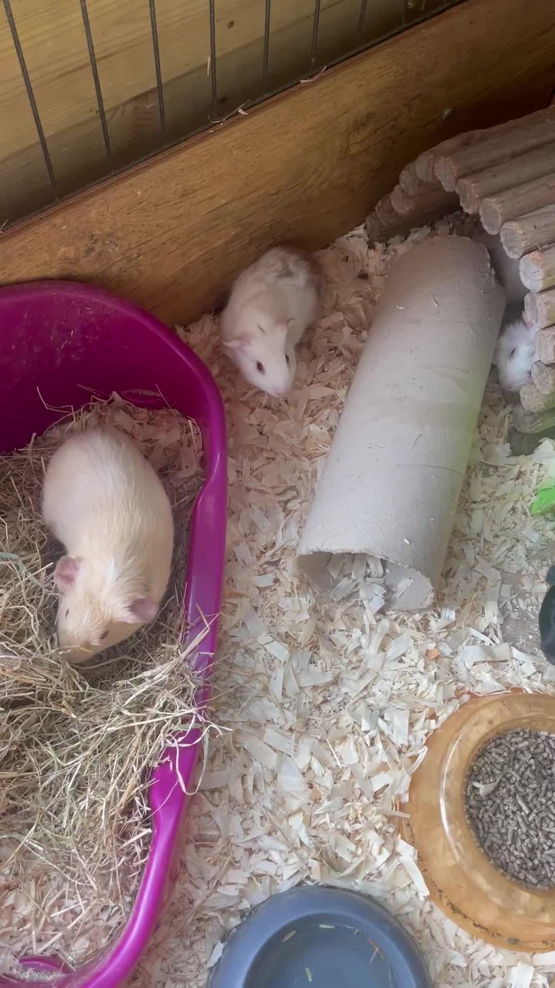 Guinea Pig rodents for sale: Beautiful boy Guinea pigs  - Video 1