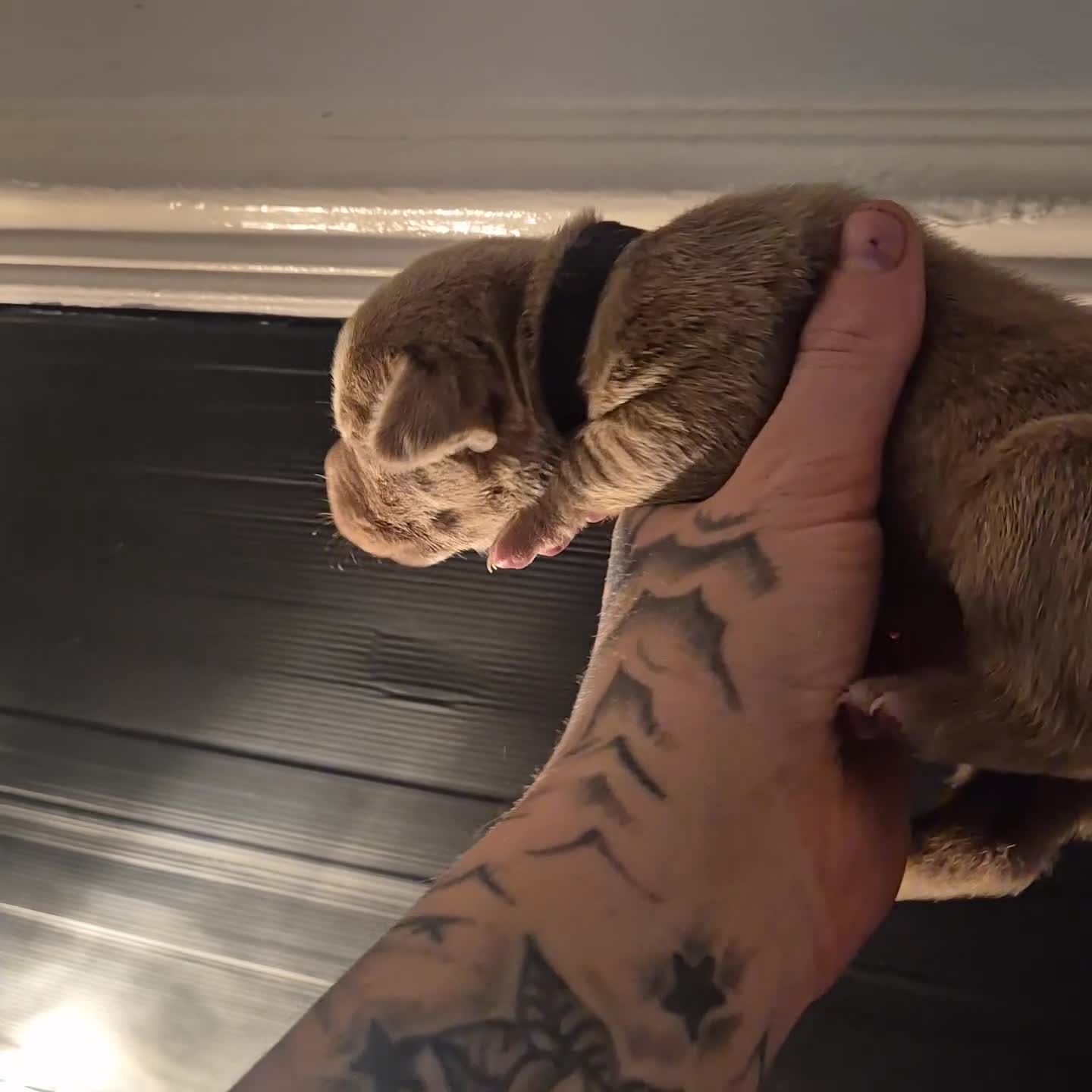 American Bully dogs for sale: Standard american bully  - Video 1