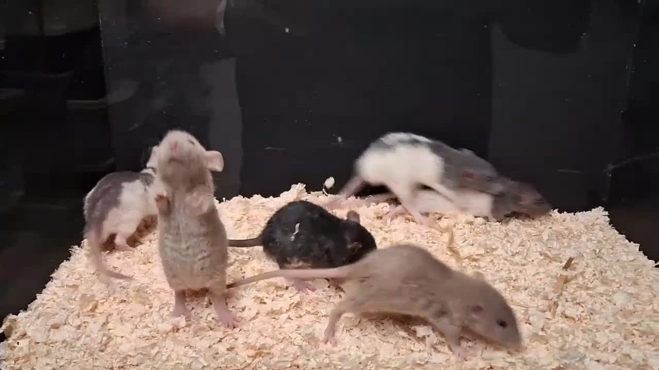 Rat rodents for sale: Baby Dumbo Rat's, various types  - Video 1